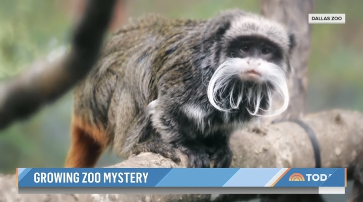 [서울=뉴시스] 미국 텍사스주 댈러스의 유명 동물원에서 동물들이 탈출하거나 죽은 사건들이 일어난 가운데 황제 타마린 원숭이 두 마리까지 실종됐다고 31일(현지시간) 가디언이 보도했다. <출처 : TODAY 유튜브 캡처> 2023.02.01. *재판매 및 DB 금지