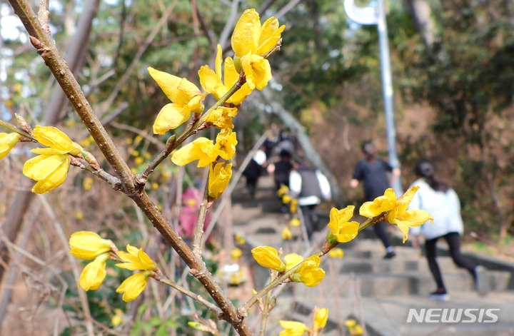 [제주=뉴시스] 우장호 기자 = 제주시 건입동 사라봉공원 탐방로에 봄의 전령 개나리가 활짝 피어 시선을 끌고 있다. (뉴시스DB) woo1223@newsis.com