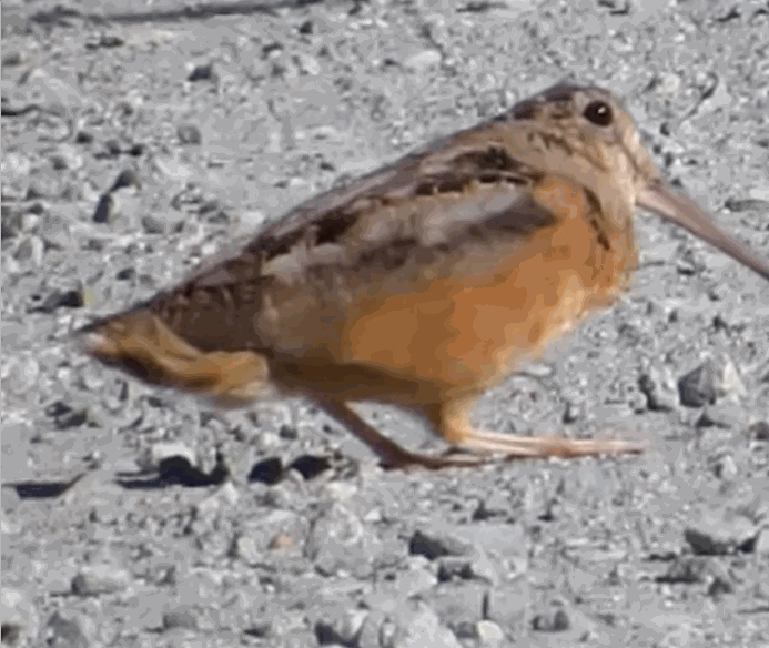 [서울=뉴시스] 멧도요는 국내 누리꾼들에게는 특유의 흥겨운 걸음걸이로 알려져 있기도 하다 (사진출처: 유튜브 영상 캡처) 2023.02.02. *재판매 및 DB 금지