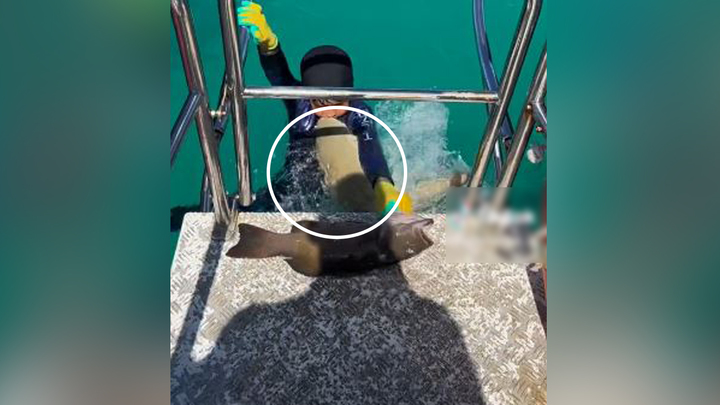 1일(현지시간) 호주 동부 브리스번의 대보초(大堡礁)지역 레이디 머스그레이브 섬에서 아버지와 낚시를 하던 마니 알람은 바다에서 무늬바리(coral trout)를 한 마리 낚은 뒤 보트에 오른던 중 갑자기 나타난 상어의 습격을 받았다. 출처 : Tiktok @ huntmaster.io&nbsp; *재판매 및 DB 금지