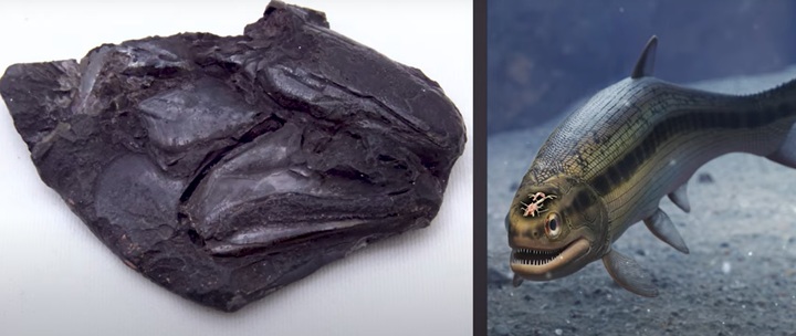 [서울=뉴시스] 미국 미시간대학 소속 매트 프리드먼이 3억 1900만년 전에 생존했던 것으로 알려진 '코코세팔루스 와일디' 화석에서 '뇌 화석'을 발견했다 (사진출처: 미시간 대학) 2023.02.03. *재판매 및 DB 금지