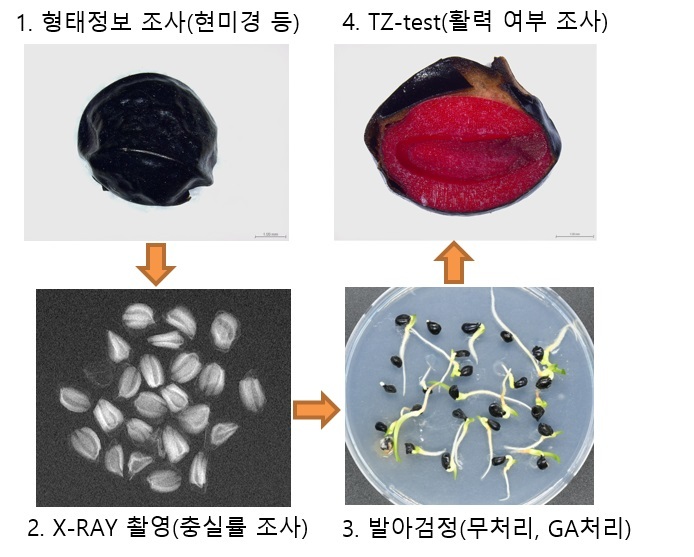 산림종자 활력검정 과정 (사진=국립백두대간수목원 제공) *재판매 및 DB 금지