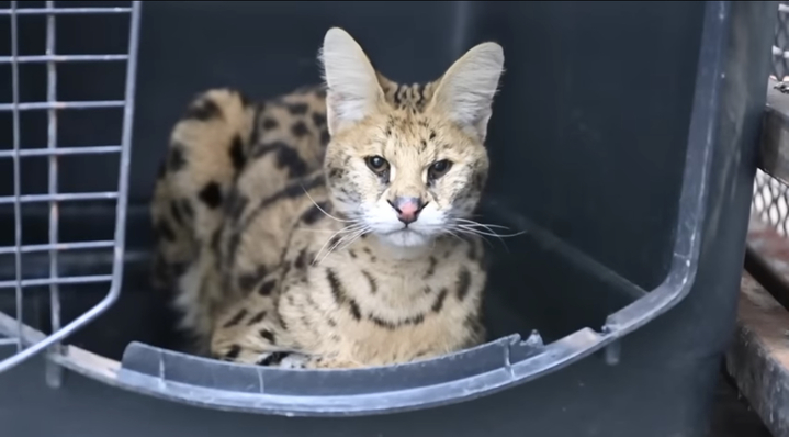 [서울=뉴시스] 미국 오자크 산맥의 한 농장에서 아프리카 사바나에서 흔히 볼 수 있는 서벌(아프리카 살쾡이)이 발견됐다고 1일(현지시간) 피플이 보도했다. <출처 : Turpentine Creek Wildlife Refugee 유튜브 캡처> 2023.02.03. *재판매 및 DB 금지