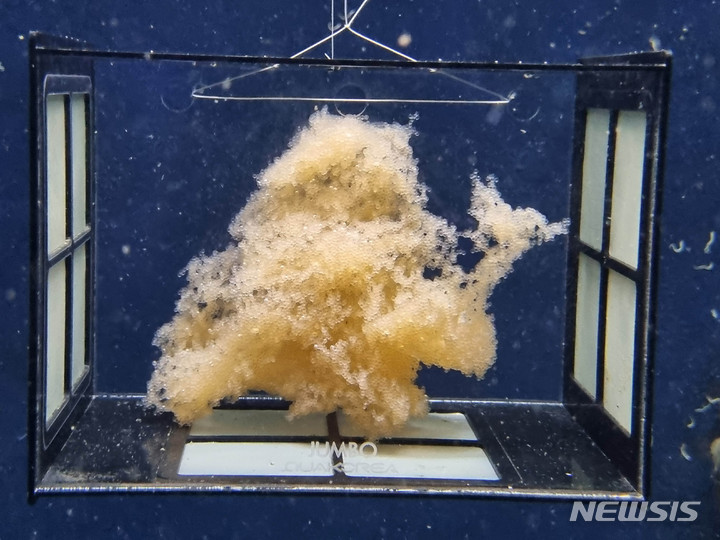 [여수=뉴시스] 전남 여수시 돌산읍 해양수산과학관 아쿠아리움에서 특별전시 중인 겨울철 남해안 대표 특산종 '꼼치(물메기)알'. (사진=전남해양수산과학관 제공) 2023.02.03. photo@newsis.com