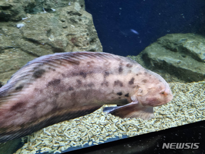 [여수=뉴시스] 전남 여수시 돌산읍 해양수산과학관 아쿠아리움에서 특별전시 중인 겨울철 남해안 대표 특산종 '꼼치'(물메기). (사진=전남해양수산과학관 제공) 2023.02.03. photo@newsis.com