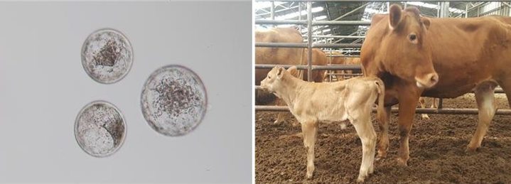 [전북=뉴시스] 한우수정란(왼쪽)과 수정란 이식으로 태어난 송아지와 대리모. (사진= 전라북도 축산연구소 제공) *재판매 및 DB 금지