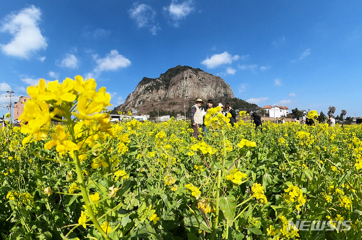 [서귀포=뉴시스] 우장호 기자 = 입춘 절기 다음날인 5일 오후 제주 서귀포시 안덕면 산방산을 찾은 관광객들이 활짝 핀 유채꽃밭에서 사진을 찍으며 즐거운 시간을 보내고 있다. 2023.02.05. woo1223@newsis.com