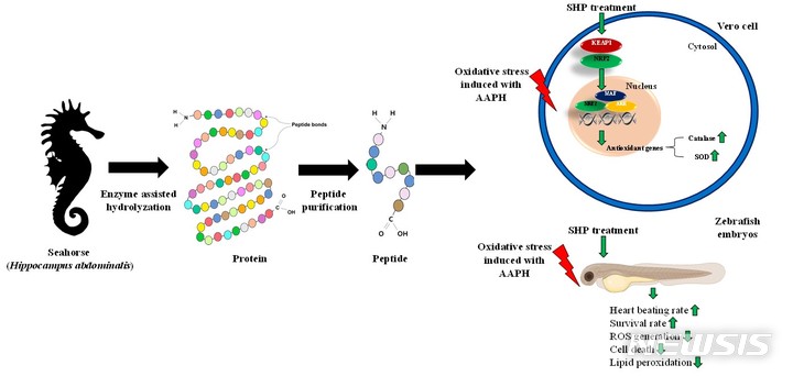 [서울=뉴시스] 빅벨리해마 유래 펩타이드 항산화 효능 평가.