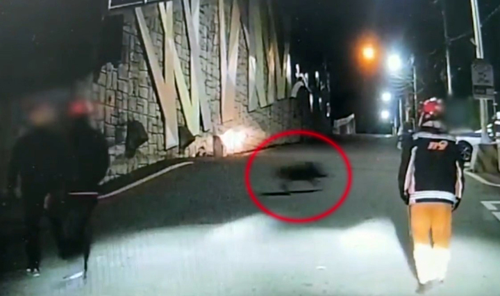 [부산=뉴시스] 2023년 부산 부산진구의 한 중학교 교직원 주차장 앞에서 발견된 멧돼지. (사진=부산경찰청 제공) *재판매 및 DB 금지