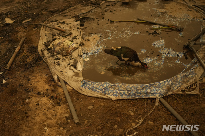 [산타후아나=AP/뉴시스] 5일(현지시간) 칠레 산타 후아나에서 오리 한 마리가 산불로 파괴된 고무 풀장 안에 남아 있는 물을 먹고 있다. 지난 3일 칠레 중남부에서 발생한 산불이 번지면서 지금까지 최소 23명이 숨지고 긴급 대피령 등이 내려졌다. 2023.02.06. 