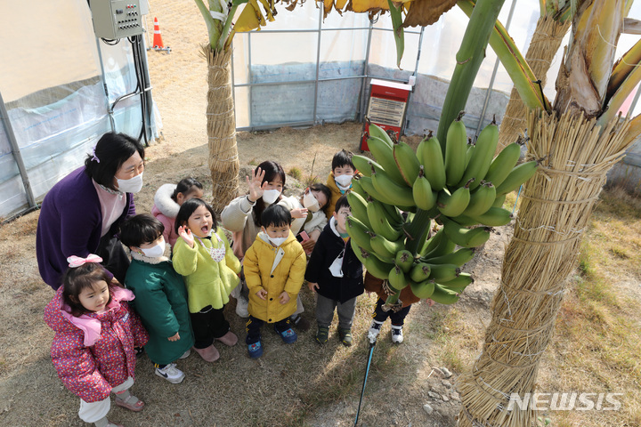 [대구=뉴시스] 이무열 기자 = 포근한 날씨가 이어진 6일 오후 대구 북구 동화천 산책로 비닐하우스에 심어진&nbsp; 바나나에 열매가 맺혀 어린이들의 눈길을 끌고 있다. 2023.02.06. lmy@newsis.com