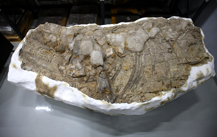 [서울=뉴시스] 신생대 고래골격화석 (사진=문화재청 제공) 2023.02.07. photo@newsis.com *재판매 및 DB 금지