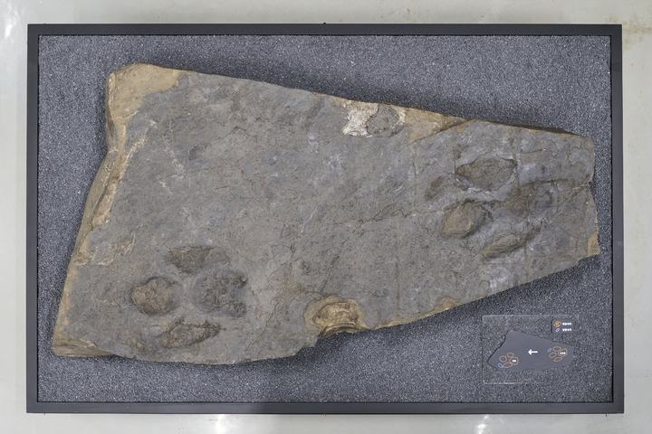 [서울=뉴시스] 4족보행 조각류 공룡발자국 (사진=문화재청 제공) 2023.02.07. photo@newsis.com *재판매 및 DB 금지