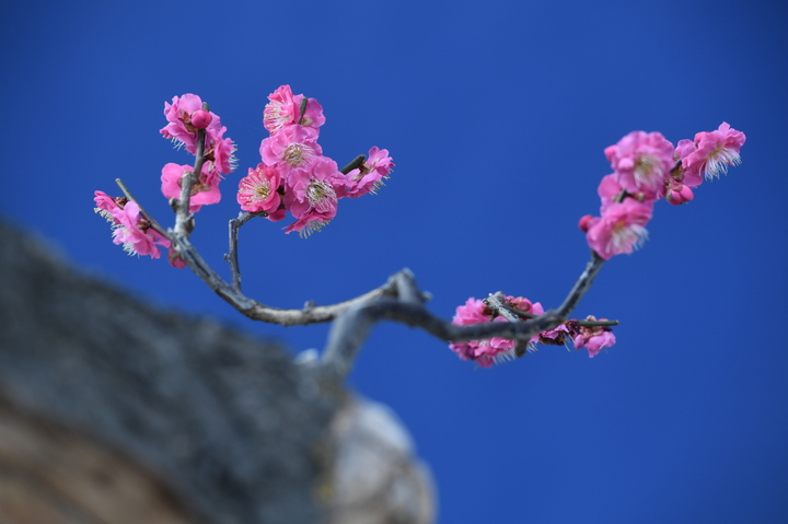 영주시 선비세상 내 한국선비매화공원에 매화가 꽃망울을 터뜨렸다. (사진=영주시 제공) *재판매 및 DB 금지