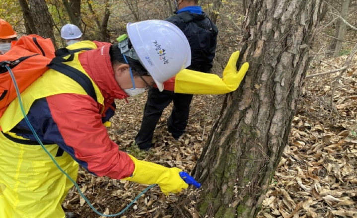 [거창=뉴시스] 거창군, 소나무재선충병 방제사업. *재판매 및 DB 금지