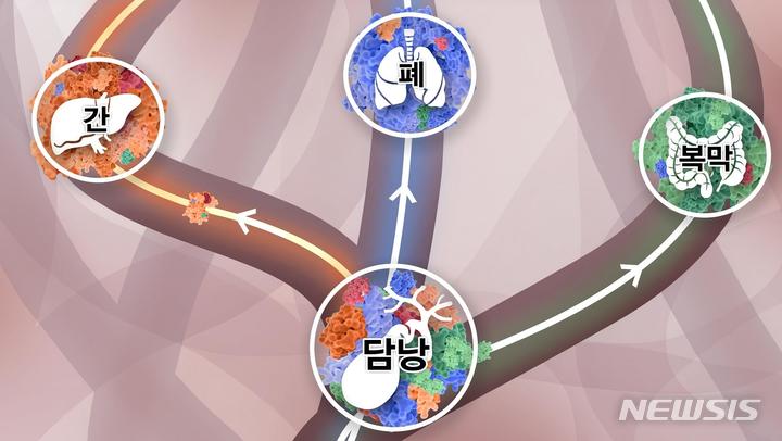 [성남=뉴시스] 담낭에 다양한 클론들이 섞여 있다가, 주황색 클론이 이긴 암세포는 간으로, 파란색 클론이 이긴 암세포는 폐로, 초록색 클론이 이긴 암세포는 복막으로 간다(연구사진)