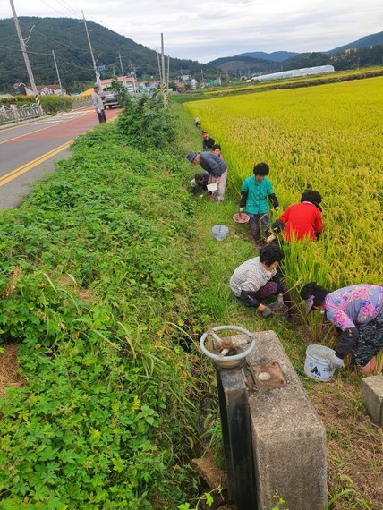 [고성(경남)=뉴시스] 신정철 기자= 경남 고성군은 친환경농업으로 기후 위기 시대를 대비하기 위해 조직을 개편하고 3개분야 45억원을 투입하여 탄소중립을 실천하고 있다고 8일 밝혔다.사진은 기후환경보전을 위해 재배중인 왕우렁이 채취 모습.(사진=고성군 제공).2023.02.08. photo@newsis.com *재판매 및 DB 금지