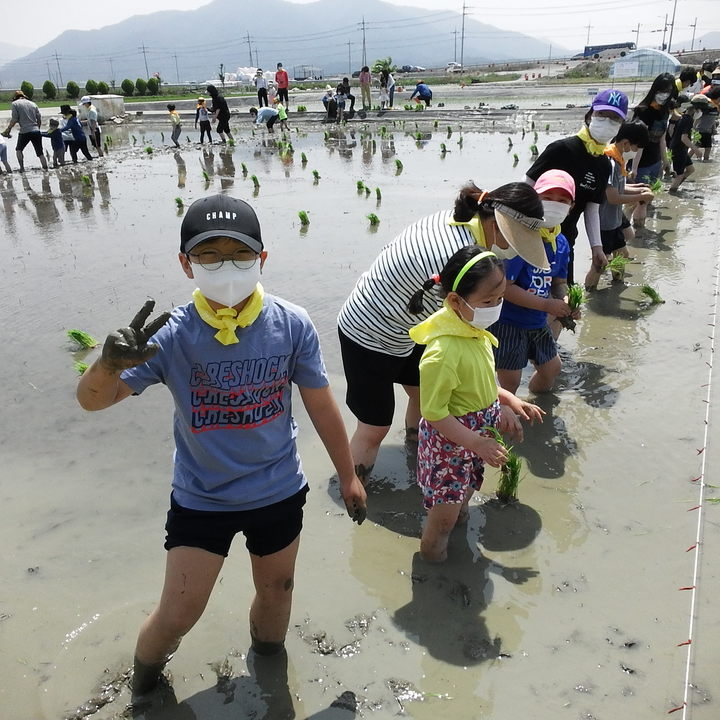 [고성(경남)=뉴시스] 신정철 기자= 경남 고성군은 친환경농업으로 기후 위기 시대를 대비하기 위해 조직을 개편하고 3개분야 45억원을 투입하여 탄소중립을 실천하고 있다고 8일 밝혔다.사진은 기후환경보전을 위한 손 모내기 모습.(사진=고성군 제공).2023.02.08. photo@newsis.com *재판매 및 DB 금지