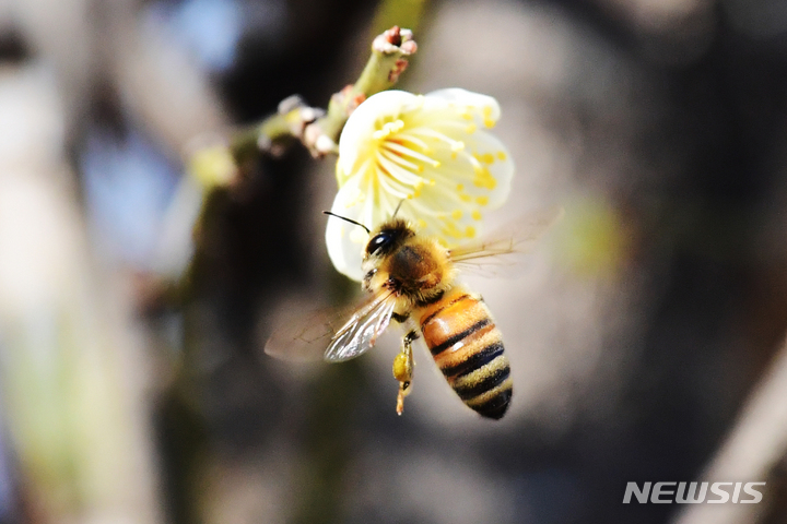 [남해=뉴시스] 차용현 기자 = 8일 오후 경남 남해군 남면 인근 들녘에서 꿀벌 한 마리가 활짝 꽃망울을 터뜨린 매화에 앉아 꿀을 따고 있다. 2023.02.08. con@newsis.com