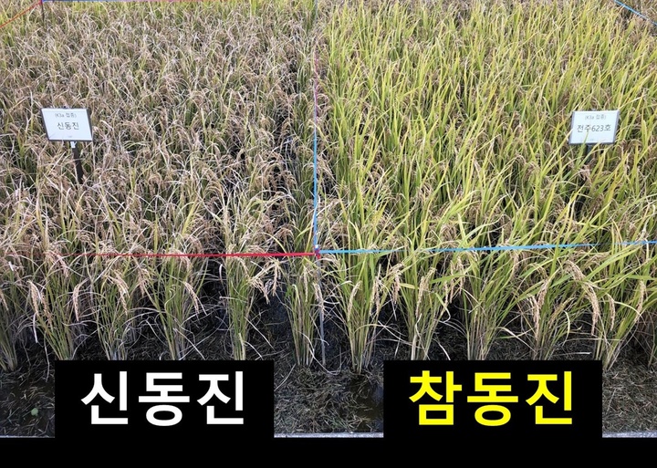 [완주=뉴시스] 벼흰잎마름병 저항성에 대한 참동진과 신동진 비교&nbsp; *재판매 및 DB 금지