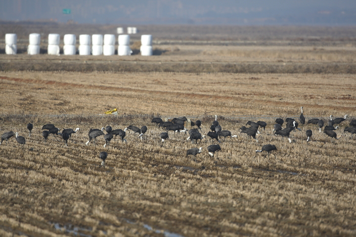 천수만에 찾아온 흑두루미 모습.(사진=서산시) *재판매 및 DB 금지