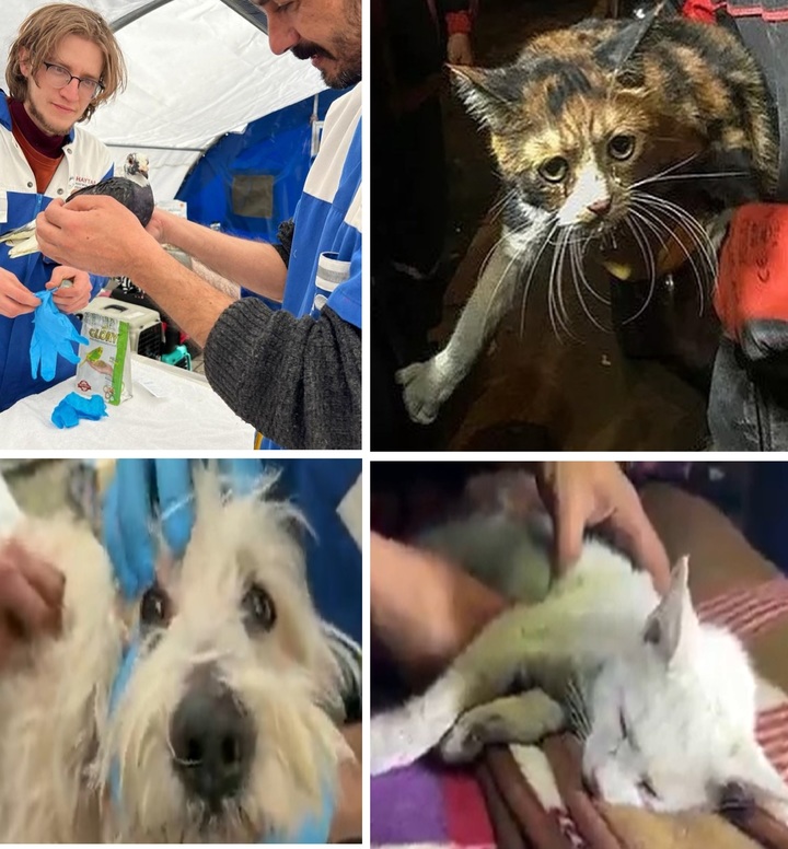 [서울=뉴시스] 튀르키예 동물 보호 단체인 '헤이탭'이 소셜미디어(SNS)를 통해 공유한 구조 동물들의 사진 (사진출처: 헤이탭 SNS 캡처) 2023.02.10. *재판매 및 DB 금지