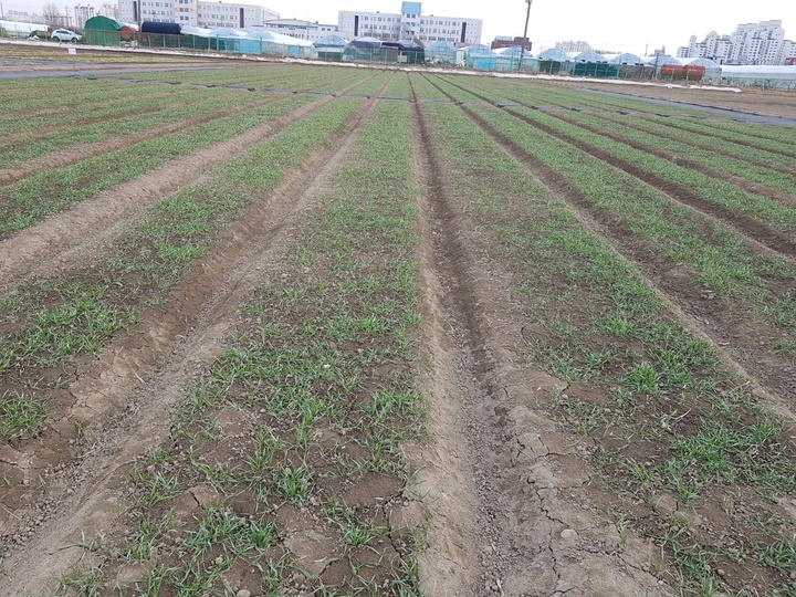[진주=뉴시스]경남도농업기술원, 맥류 생육재생기.(사진=뉴시스 DB).photo@newsis.com *재판매 및 DB 금지