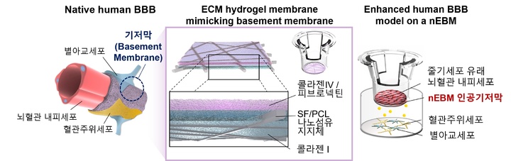 [울산=뉴시스] 구미현 기자 = 나노섬유 기반의 인공기저막을 활용한 기능성 혈액-뇌 장벽 모델의 구축 이미지. 2023.02.15. (사진=UNIST 제공) photo@newsis.com *재판매 및 DB 금지