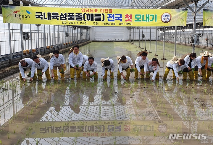 [이천=뉴시스] 김종택 기자 = 15일 오후 경기도 이천시 호법면 한 비닐하우스 논에서 열린 '임금님표 이천쌀 전국 첫 모내기'행사에서 참석자들이 모를 심고 있다. 2023.02.15. jtk@newsis.com