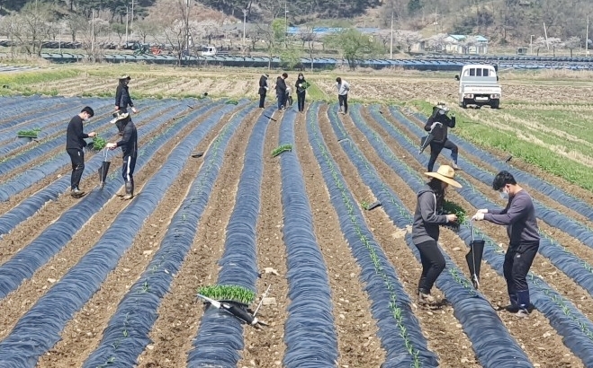 [괴산=뉴시스] 생산적 일자리사업. (사진=괴산군 제공) photo@newsis.com *재판매 및 DB 금지