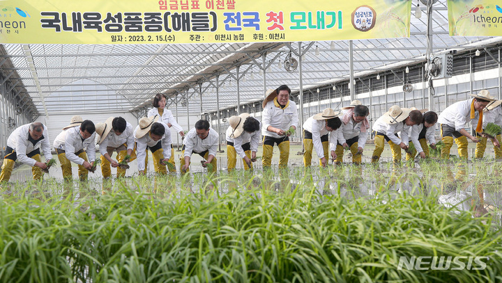 [이천=뉴시스] 김종택 기자 = 15일 오후 경기도 이천시 호법면 한 비닐하우스 논에서 열린 '임금님표 이천쌀 전국 첫 모내기'행사에서 참석자들이 모를 심고 있다. 2023.02.15. jtk@newsis.com