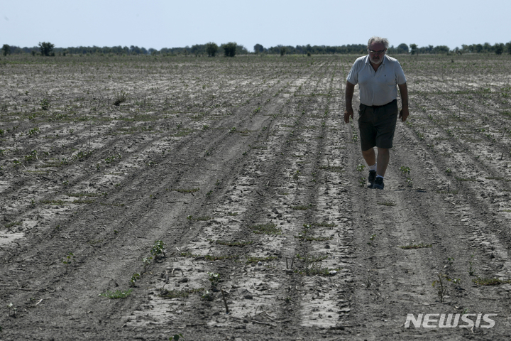 [토스타도( 아르헨티나)=AP/뉴시스]아르헨티나 산타페주의 토스타도에서 올해 1월 바싹 말라 갈라진 옥수수밭에서 죽어 버린 옥수수 싹을 돌아보는 파블로 기에일레브라 농민. 몇년째 계속된 가뭄과 해마다 높아지는 기온으로 아르헨 곡물수출도 큰 타격을 입고 있다. 