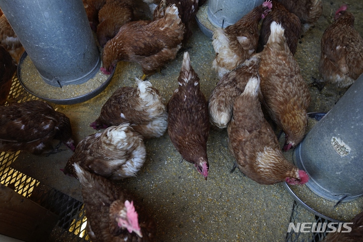 [세종=뉴시스] 사육장 속의 닭들이 먹이를 쪼아먹고 있다. 2023.05.26.