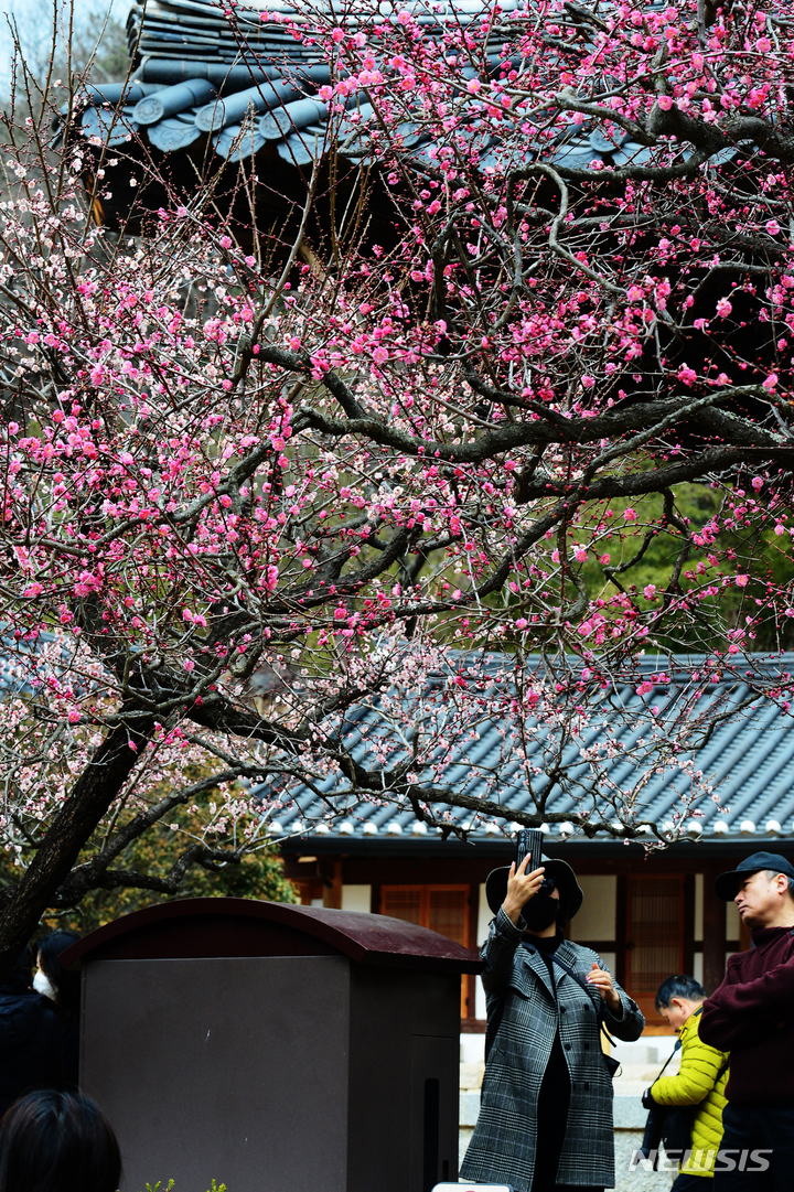 [양산=뉴시스] 차용현 기자 = 절기상 우수(雨水)인 19일 오전 경남 양산시 통도사에 붉은 매화가 꽃망울을 터뜨려 보는이의 눈길을 끌고 있다. 2023.02.19. con@newsis.com