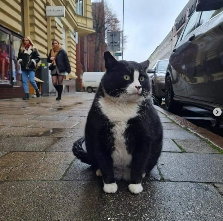 [서울=뉴시스] 폴란드 항구도시 슈체친의 '관광 명소 고양이' 가섹, 가섹은 7년 동안이나 슈체친의 한 가게 앞에서 지내고 있다 (사진출처: 가섹 인스타그램 캡처) 2023.02.20. *재판매 및 DB 금지