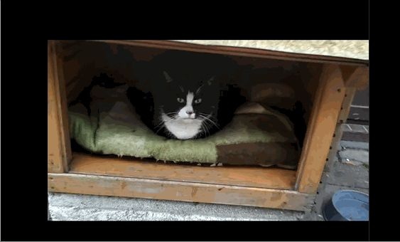 [서울=뉴시스] 7년 동안이나 같은 길거리를 지킨 가섹은 소셜미디어(SNS)등을 통해 서서히 유명세를 얻었다 (사진출처: 가섹 인스타그램 캡처) 2023.02.20. *재판매 및 DB 금지 *재판매 및 DB 금지