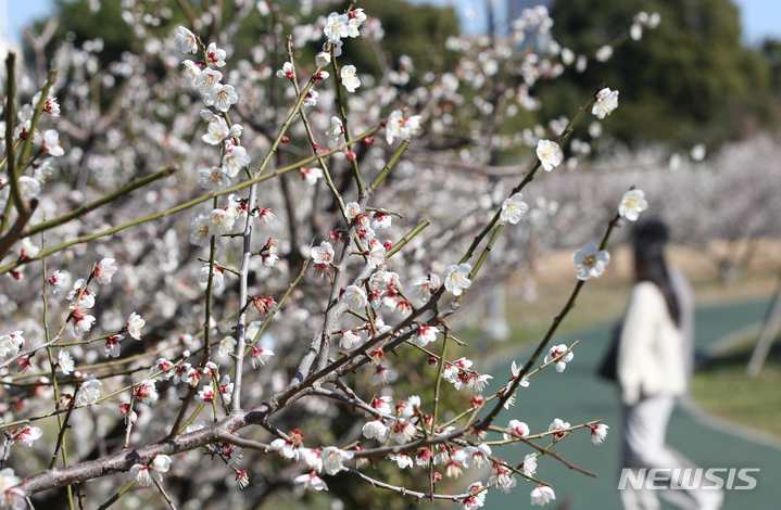 [서귀포=뉴시스] 우장호 기자 = 강한 바람이 불어 추운 날씨를 보이는 20일 오후 제주 서귀포시 칠십리시공원에 매화가 활짝 펴 시선을 끌고 있다. 2023.02.20. woo1223@newsis.com