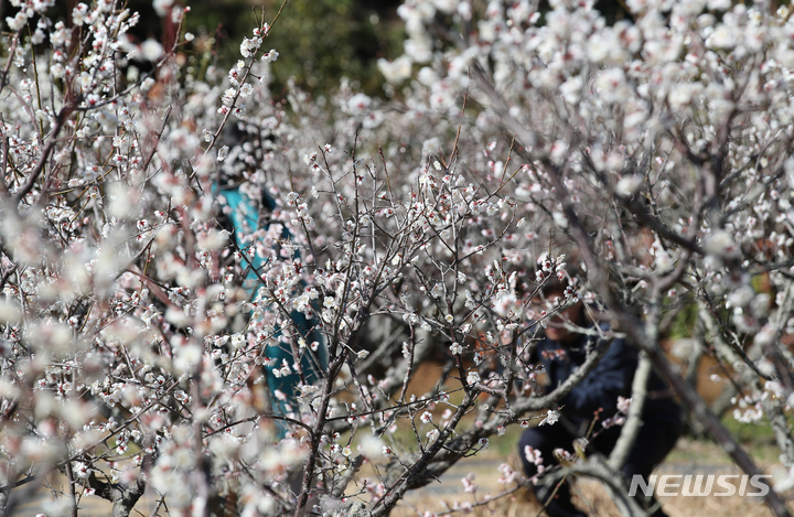 [서귀포=뉴시스] 우장호 기자 = 강한 바람이 불어 추운 날씨를 보이는 20일 오후 제주 서귀포시 칠십리시공원에 매화가 활짝 펴 시선을 끌고 있다. 2023.02.20. woo1223@newsis.com