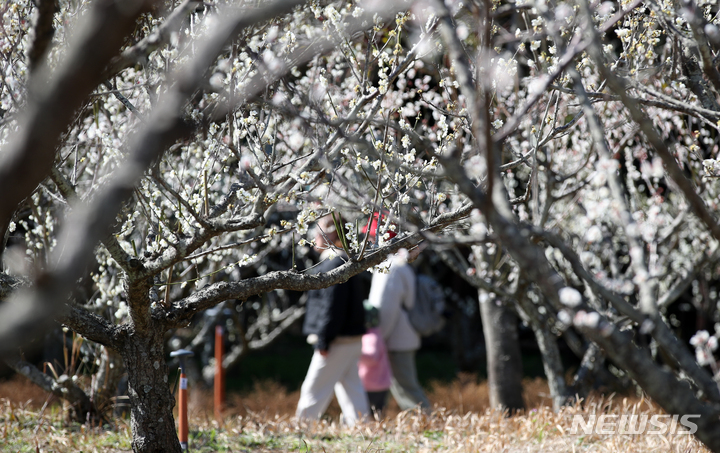 [서귀포=뉴시스] 우장호 기자 = 강한 바람이 불어 추운 날씨를 보이는 20일 오후 제주 서귀포시 칠십리시공원에 매화가 활짝 펴 시선을 끌고 있다. 2023.02.20. woo1223@newsis.com