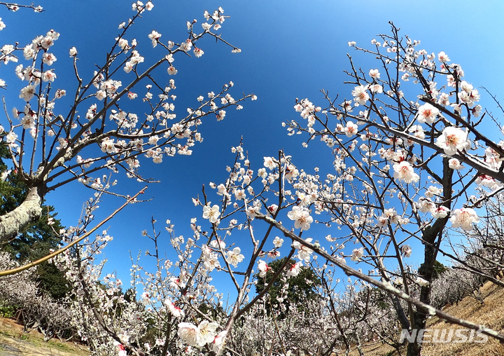 [서귀포=뉴시스] 우장호 기자 = 강한 바람이 불어 추운 날씨를 보이는 20일 오후 제주 서귀포시 칠십리시공원에 매화가 활짝 펴 시선을 끌고 있다. 2023.02.20. woo1223@newsis.com