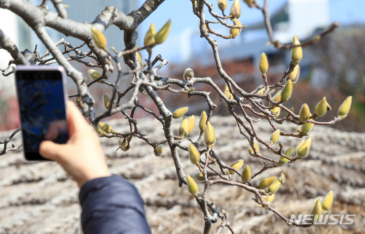 [제주=뉴시스] 우장호 기자 = 쌀쌀하지만 맑은 날씨를 보이는 20일 오후 제주 서귀포시 이중섭거리에 목련이 금방이라도 꽃을 피울 듯 꽃봉오리가 커져 있다. 2023.02.20. woo1223@newsis.com