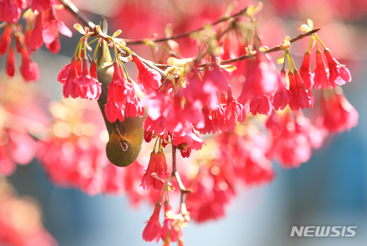 [제주=뉴시스] 우장호 기자 = 쌀쌀하지만 맑은 날씨를 보이는 20일 오후 제주 서귀포시 이중섭거리에 핀 홍벚꽃으로 동박새가 날아와 꿀을 따고 있다. 2023.02.20. woo1223@newsis.com