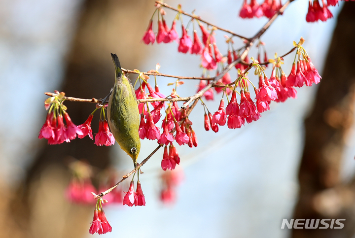 [제주=뉴시스] 우장호 기자 = 쌀쌀하지만 맑은 날씨를 보이는 20일 오후 제주 서귀포시 이중섭거리에 핀 홍벚꽃으로 동박새가 날아와 꿀을 따고 있다. 2023.02.20. woo1223@newsis.com