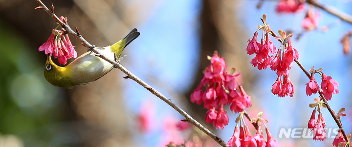 [제주=뉴시스] 우장호 기자 = 쌀쌀하지만 맑은 날씨를 보이는 20일 오후 제주 서귀포시 이중섭거리에 핀 홍벚꽃으로 동박새가 날아와 꿀을 따고 있다. 2023.02.20. woo1223@newsis.com