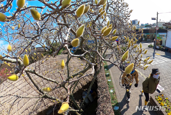 [제주=뉴시스] 우장호 기자 = 쌀쌀하지만 맑은 날씨를 보이는 20일 오후 제주 서귀포시 이중섭거리에 목련이 금방이라도 꽃을 피울 듯 꽃봉오리가 커져 있다. 2023.02.20. woo1223@newsis.com