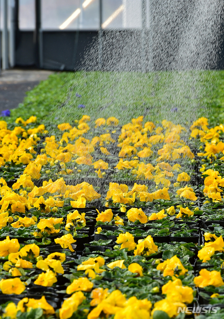 [대구=뉴시스] 이무열 기자 = 20일 오후 대구 달서구 대천동 대구수목원 성서 1 양묘장에서 직원이 개화한 팬지 모종에 물을 주고 있다. 이곳에서 재배된 꽃들은 대구지역 8개 구·군과 공공기관에 분양돼 도심 속 단장에 사용된다. 2023.02.20. lmy@newsis.com