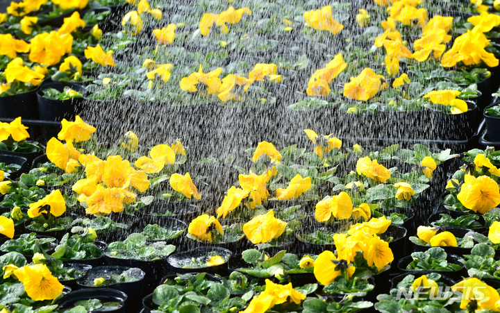 [대구=뉴시스] 이무열 기자 = 20일 오후 대구 달서구 대천동 대구수목원 성서 1 양묘장에서 직원이 개화한 팬지 모종에 물을 주고 있다. 이곳에서 재배된 꽃들은 대구지역 8개 구·군과 공공기관에 분양돼 도심 속 단장에 사용된다. 2023.02.20. lmy@newsis.com