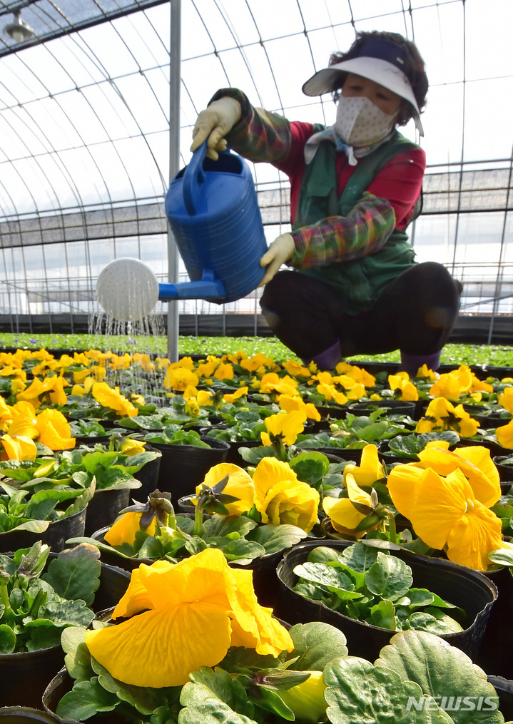 [대구=뉴시스] 이무열 기자 = 20일 오후 대구 달서구 대천동 대구수목원 성서 1 양묘장에서 직원이 개화한 팬지 모종에 물을 주고 있다. 이곳에서 재배된 꽃들은 대구지역 8개 구·군과 공공기관에 분양돼 도심 속 단장에 사용된다. 2023.02.20. lmy@newsis.com