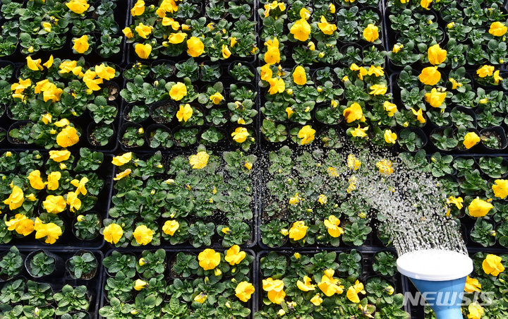 [대구=뉴시스] 이무열 기자 = 20일 오후 대구 달서구 대천동 대구수목원 성서 1 양묘장에서 직원이 개화한 팬지 모종에 물을 주고 있다. 이곳에서 재배된 꽃들은 대구지역 8개 구·군과 공공기관에 분양돼 도심 속 단장에 사용된다. 2023.02.20. lmy@newsis.com
