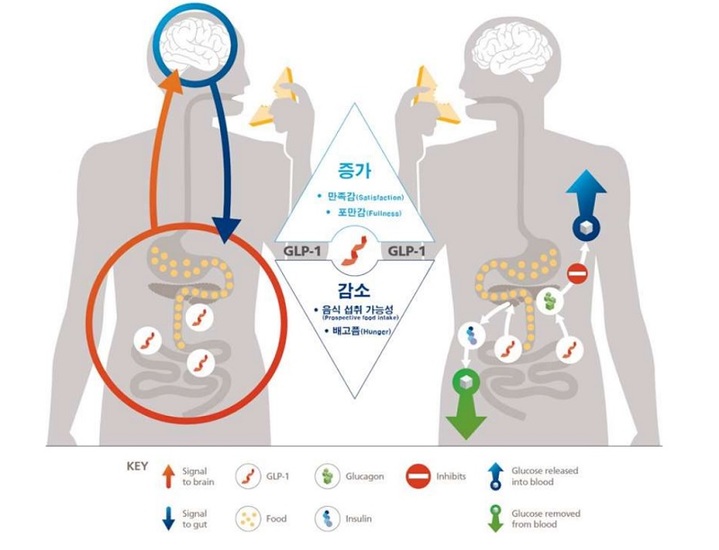 [서울=뉴시스] GLP-1의 작용 기전 (사진=한국 노보 노디스크 제공) *재판매 및 DB 금지